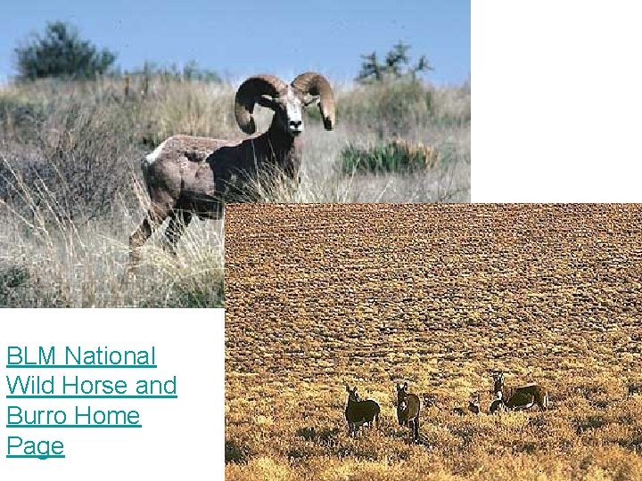 BLM National Wild Horse and Burro Home Page BLM National Wild Horse and Burro Home Page