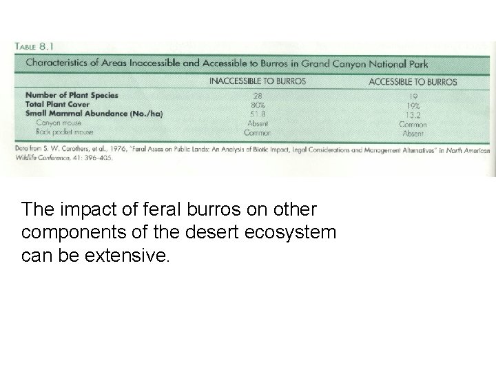 The impact of feral burros on other components of the desert ecosystem can be The impact of feral burros on other components of the desert ecosystem can be