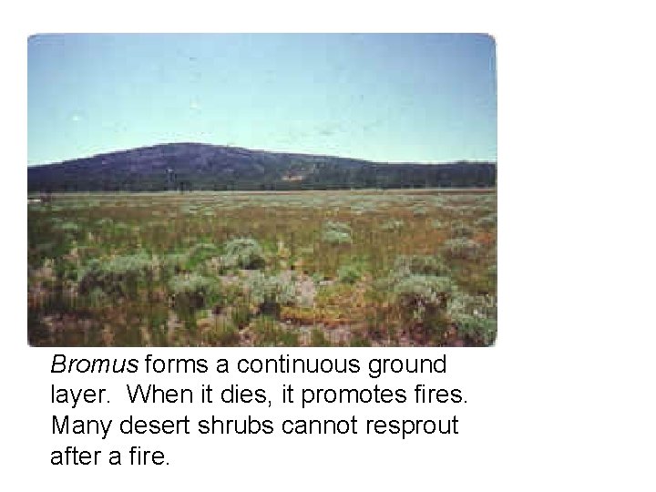 Bromus forms a continuous ground layer. When it dies, it promotes fires. Many desert Bromus forms a continuous ground layer. When it dies, it promotes fires. Many desert