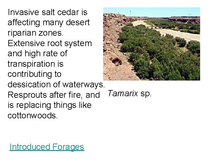 Invasive salt cedar is affecting many desert riparian zones. Extensive root system and high Invasive salt cedar is affecting many desert riparian zones. Extensive root system and high