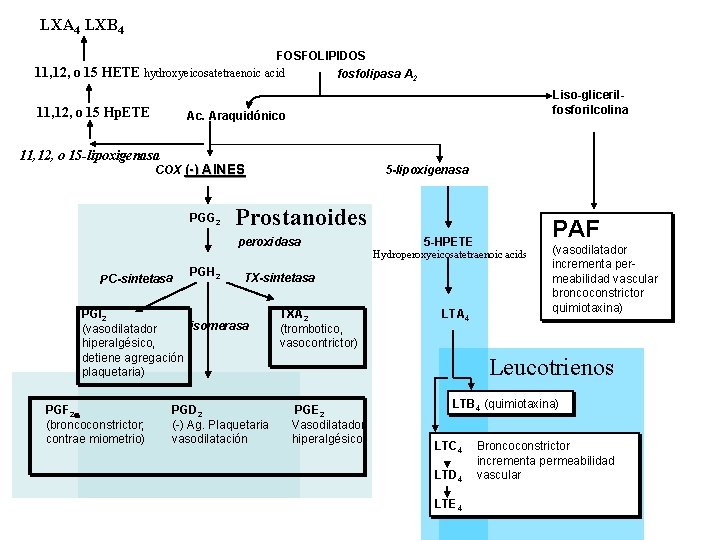 LXA 4 LXB 4 FOSFOLIPIDOS 11, 12, o 15 HETE hydroxyeicosatetraenoic acid fosfolipasa A