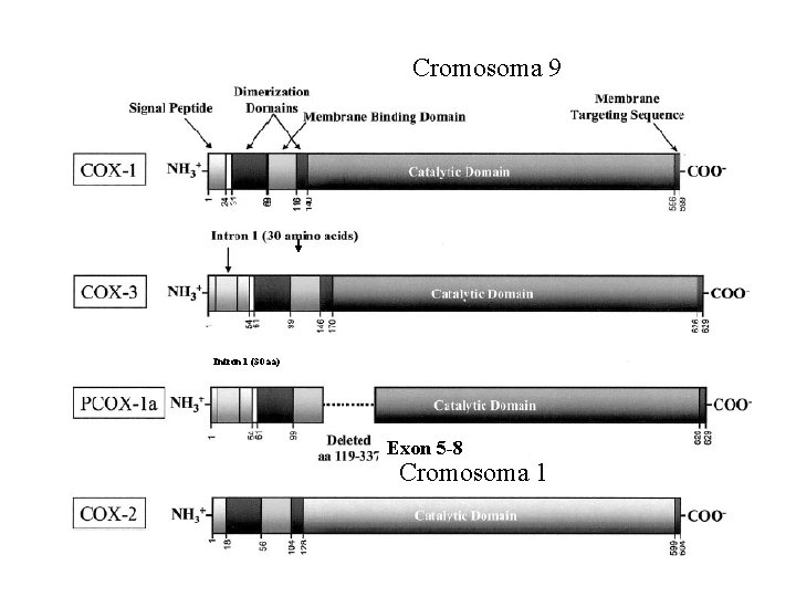 Cromosoma 9 Intron 1 (30 aa) Exon 5 -8 Cromosoma 1 