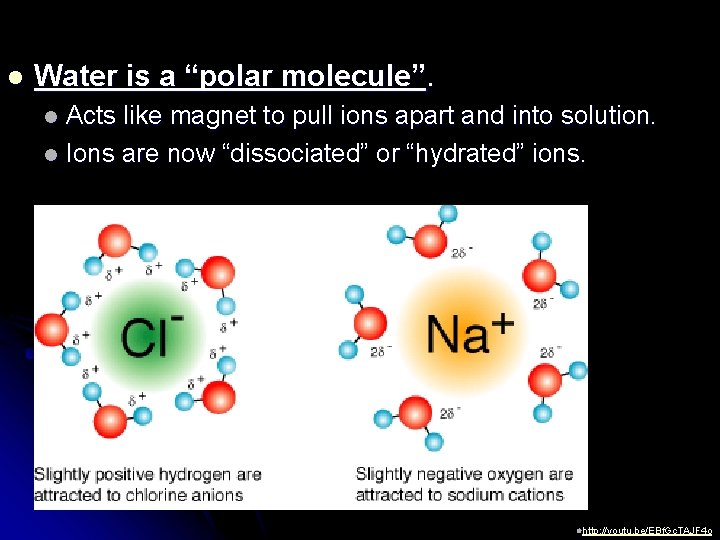 l Water is a “polar molecule”. Acts like magnet to pull ions apart and