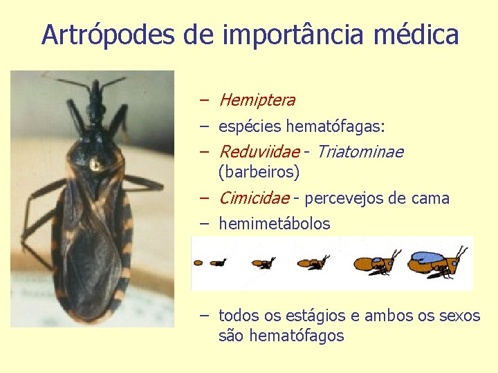 Artrópodes de importância médica – Hemiptera – espécies hematófagas: – Reduviidae - Triatominae (barbeiros)