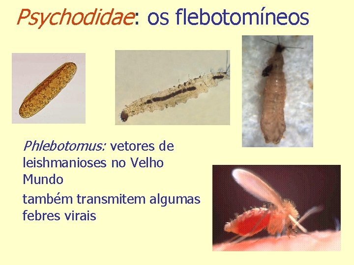 Psychodidae: os flebotomíneos Phlebotomus: vetores de leishmanioses no Velho Mundo também transmitem algumas febres
