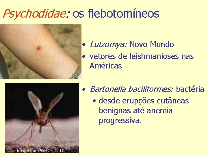 Psychodidae: os flebotomíneos • Lutzomya: Novo Mundo • vetores de leishmanioses nas Américas •