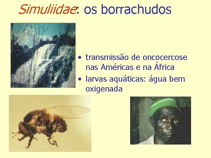 Simuliidae: os borrachudos • transmissão de oncocercose nas Américas e na África • larvas
