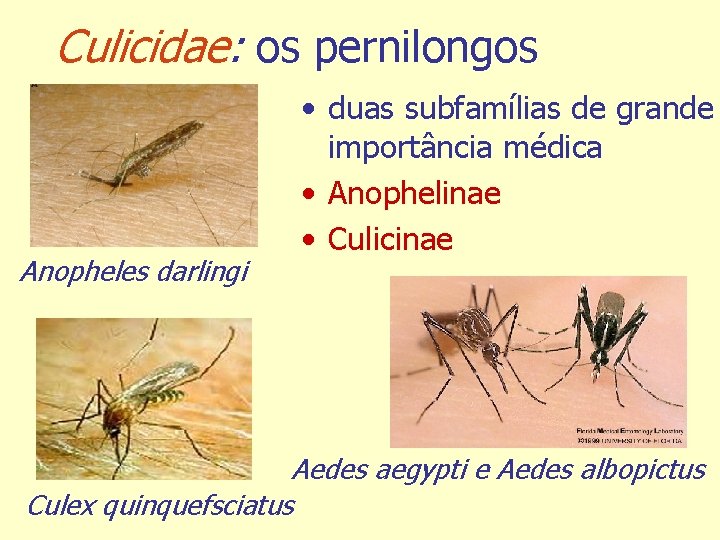 Culicidae: os pernilongos Anopheles darlingi • duas subfamílias de grande importância médica • Anophelinae