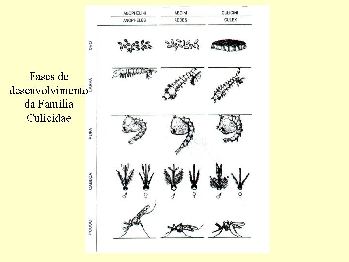 Fases de desenvolvimento da Família Culicidae 