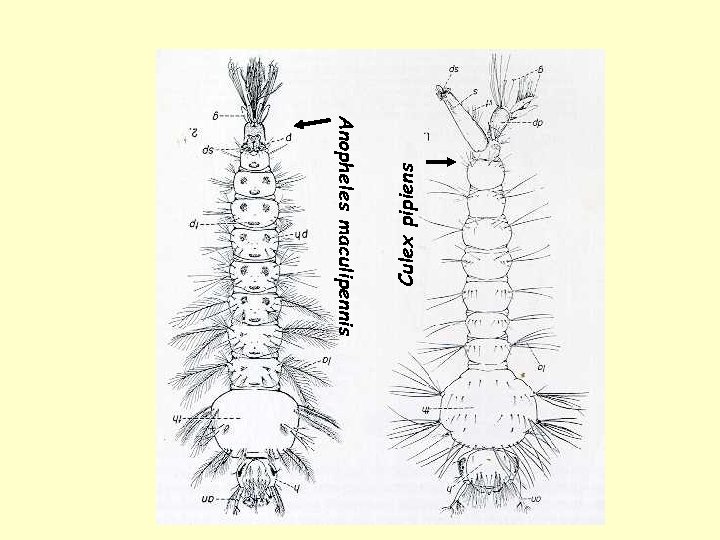 Culex pipiens Anopheles maculipennis 