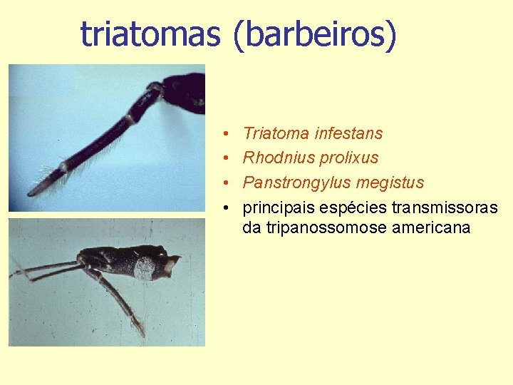 triatomas (barbeiros) • • Triatoma infestans Rhodnius prolixus Panstrongylus megistus principais espécies transmissoras da