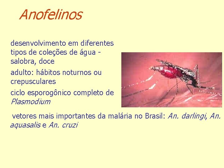 Anofelinos desenvolvimento em diferentes tipos de coleções de água salobra, doce adulto: hábitos noturnos