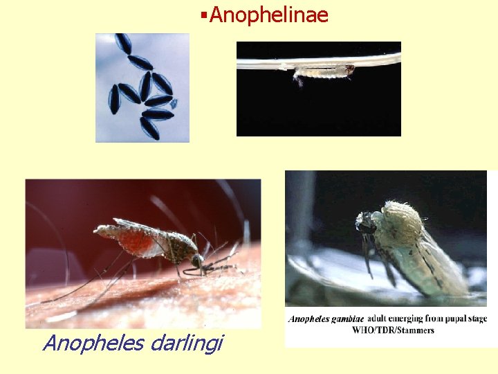 §Anophelinae Anopheles darlingi 