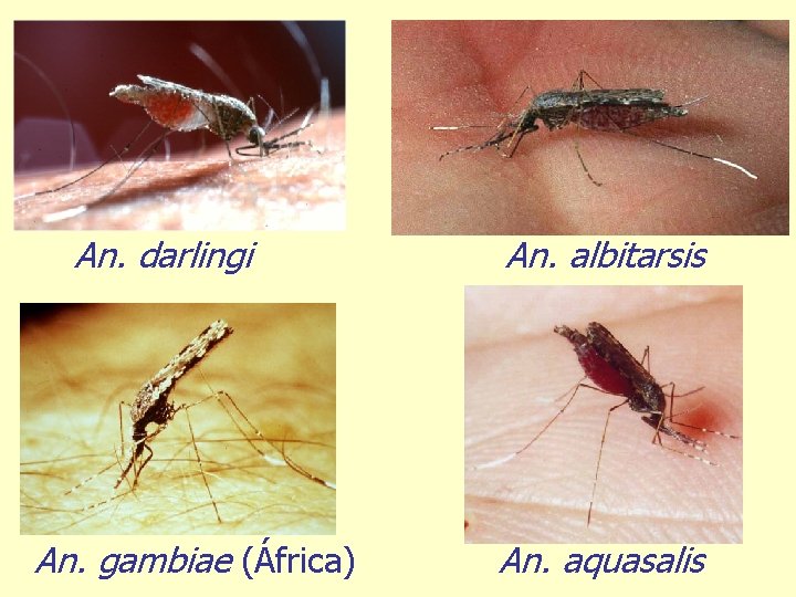 An. darlingi An. gambiae (África) An. albitarsis An. aquasalis 