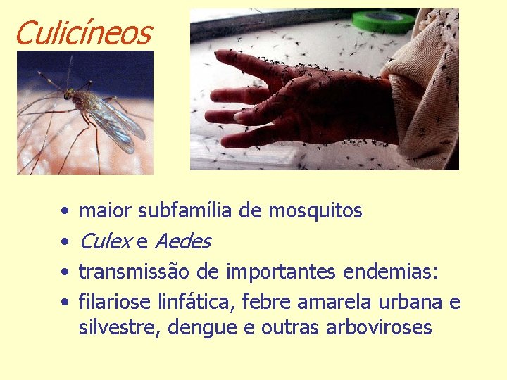 Culicíneos • • maior subfamília de mosquitos Culex e Aedes transmissão de importantes endemias: