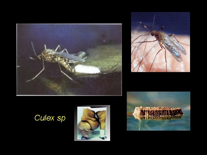 Culex sp 