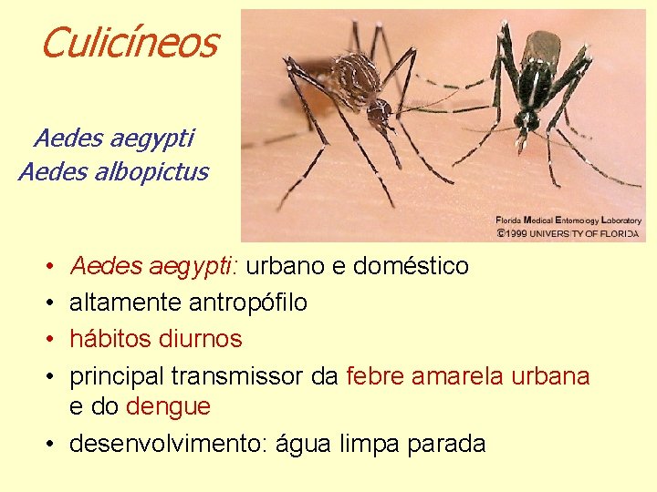 Culicíneos Aedes aegypti Aedes albopictus • • Aedes aegypti: urbano e doméstico altamente antropófilo