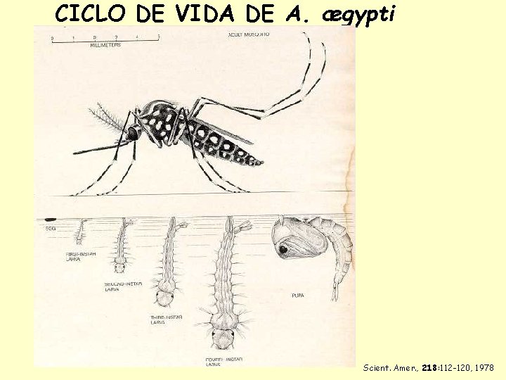 CICLO DE VIDA DE A. ægypti Scient. Amer. , 218: 112 -120, 1978 