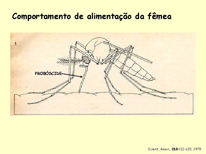 Comportamento de alimentação da fêmea PROBÓSCIDE Scient. Amer. , 218: 112 -120, 1978 