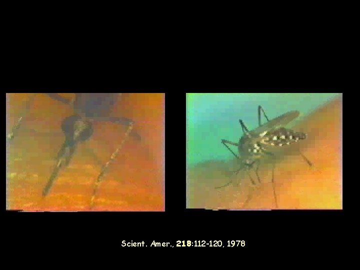 Scient. Amer. , 218: 112 -120, 1978 