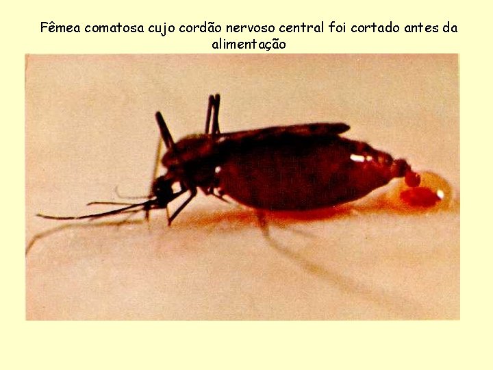 Fêmea comatosa cujo cordão nervoso central foi cortado antes da alimentação 
