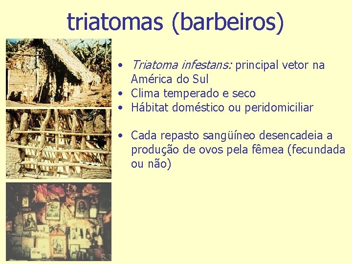 triatomas (barbeiros) • Triatoma infestans: principal vetor na América do Sul • Clima temperado
