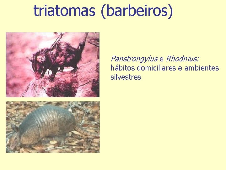 triatomas (barbeiros) Panstrongylus e Rhodnius: hábitos domiciliares e ambientes silvestres 