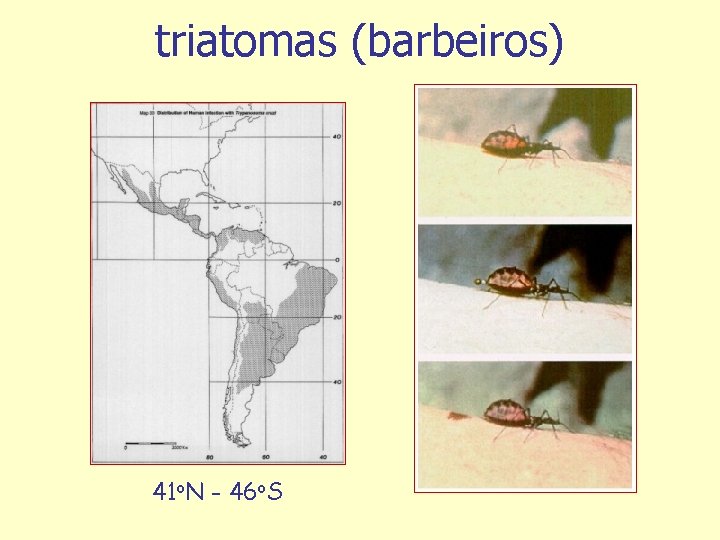 triatomas (barbeiros) 41 o. N - 46 o. S 