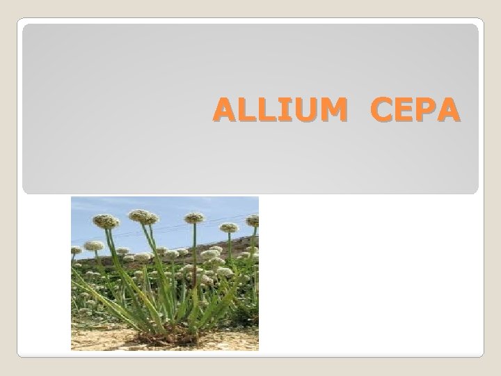 ALLIUM CEPA 