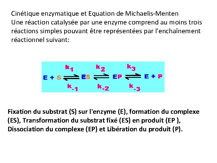 Cinétique enzymatique et Equation de Michaelis-Menten Une réaction catalysée par une enzyme comprend au Cinétique enzymatique et Equation de Michaelis-Menten Une réaction catalysée par une enzyme comprend au