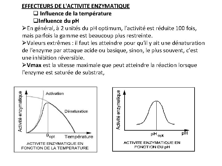 EFFECTEURS DE L'ACTIVITE ENZYMATIQUE q Influence de la température q. Influence du p. H EFFECTEURS DE L'ACTIVITE ENZYMATIQUE q Influence de la température q. Influence du p. H