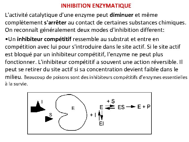 INHIBITION ENZYMATIQUE L'activité catalytique d'une enzyme peut diminuer et même complètement s'arrêter au contact INHIBITION ENZYMATIQUE L'activité catalytique d'une enzyme peut diminuer et même complètement s'arrêter au contact