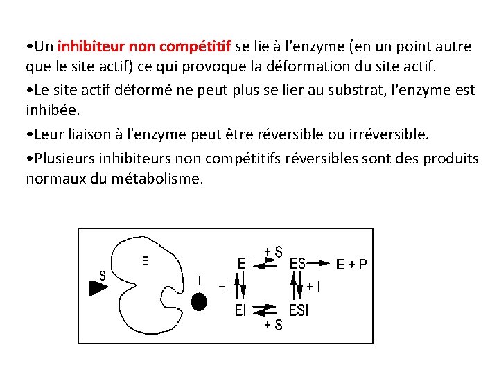 • Un inhibiteur non compétitif se lie à l'enzyme (en un point autre • Un inhibiteur non compétitif se lie à l'enzyme (en un point autre