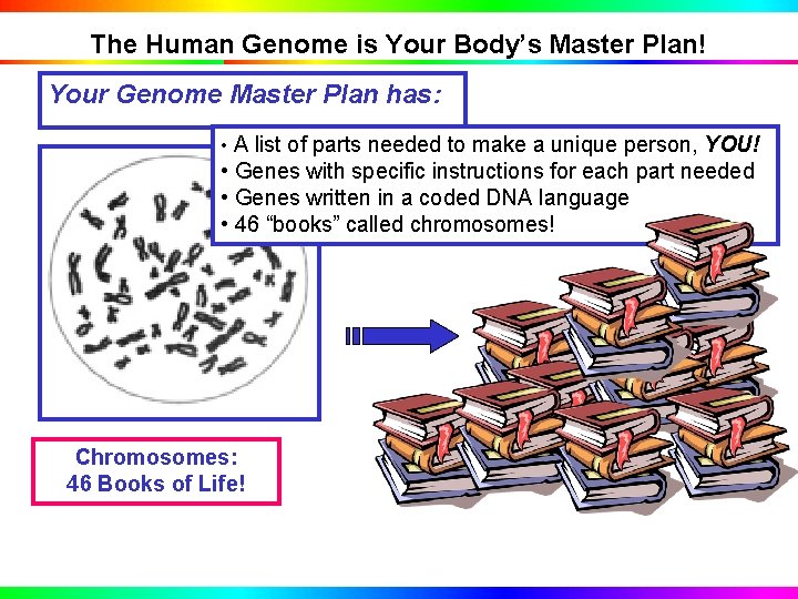 The Human Genome is Your Body’s Master Plan! Your Genome Master Plan has: •