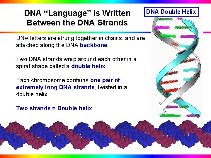 DNA “Language” is Written Between the DNA Strands DNA Double Helix DNA letters are
