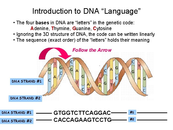 Introduction to DNA “Language” • The four bases in DNA are “letters” in the