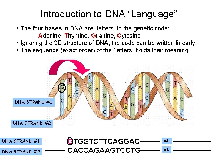 Introduction to DNA “Language” • The four bases in DNA are “letters” in the