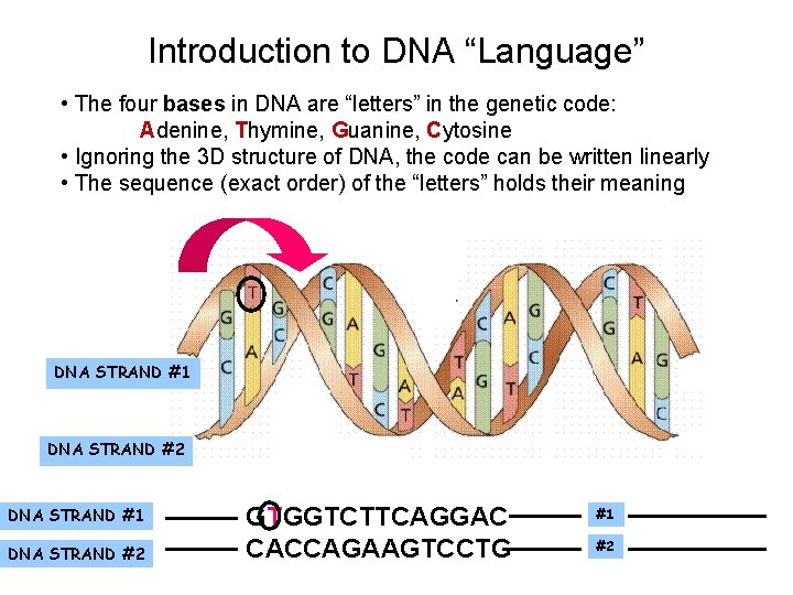 Introduction to DNA “Language” • The four bases in DNA are “letters” in the