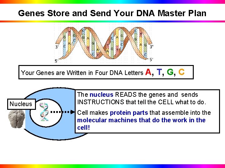 Genes Store and Send Your DNA Master Plan Your Genes are Written in Four