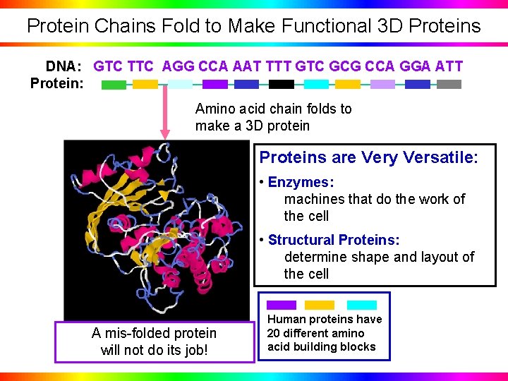 Protein Chains Fold to Make Functional 3 D Proteins DNA: GTC TTC AGG CCA