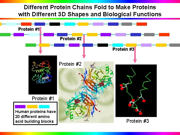 Different Protein Chains Fold to Make Proteins with Different 3 D Shapes and Biological