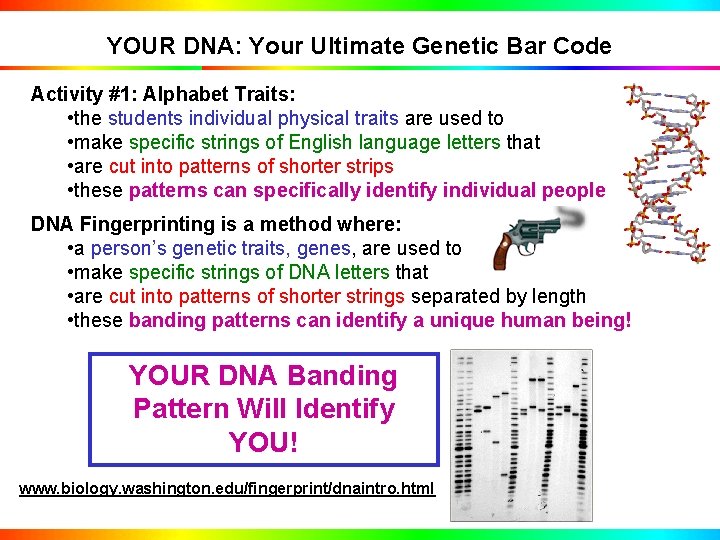 YOUR DNA: Your Ultimate Genetic Bar Code Activity #1: Alphabet Traits: • the students