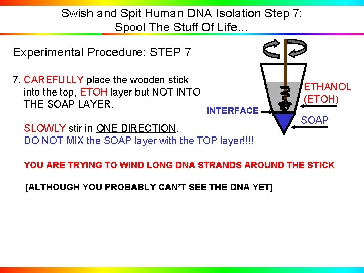 Swish and Spit Human DNA Isolation Step 7: Spool The Stuff Of Life… Experimental