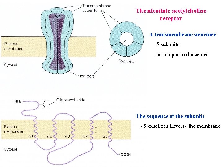 Biochemistry of CNS Alice Skoumalov Bruno Sopko Structure
