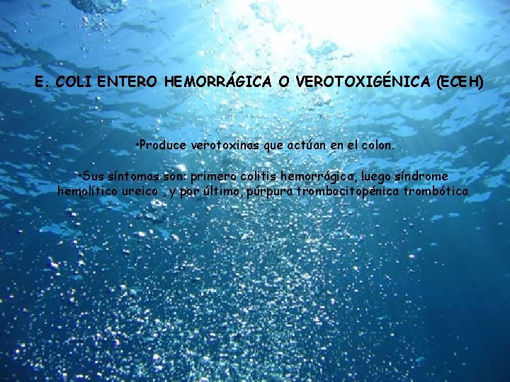 E. COLI ENTERO HEMORRÁGICA O VEROTOXIGÉNICA (ECEH) • Produce verotoxinas que actúan en el