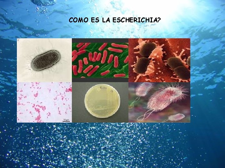 COMO ES LA ESCHERICHIA? 