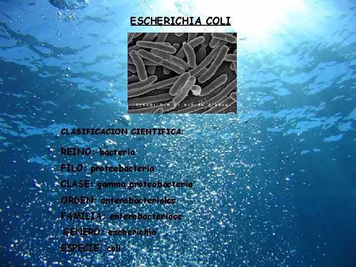 ESCHERICHIA COLI CLASIFICACION CIENTIFICA: REINO: bacteria FILO: proteobacteria CLASE: gamma proteobacteria ORDEN: enterobacteriales FAMILIA: