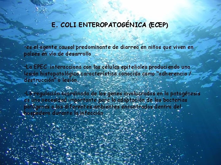 E. COLI ENTEROPATOGÉNICA (ECEP) • es el agente causal predominante de diarrea en niños