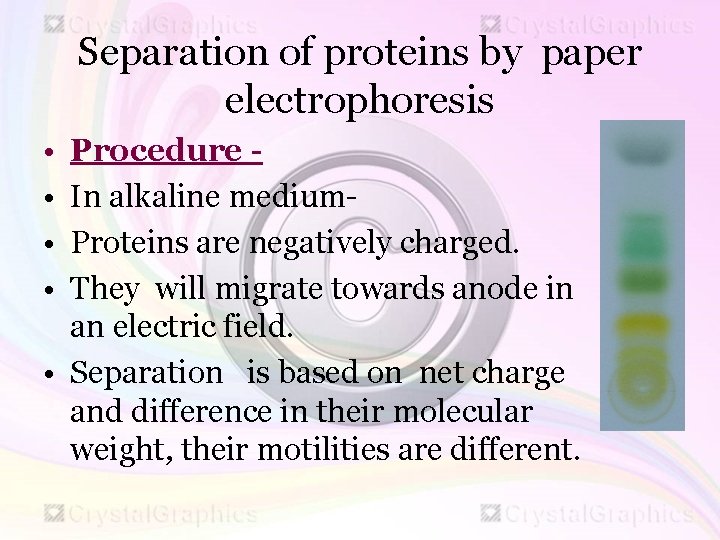 Separation of proteins by paper electrophoresis • • Procedure In alkaline medium. Proteins are