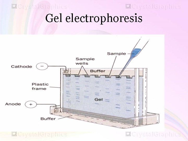 Gel electrophoresis 